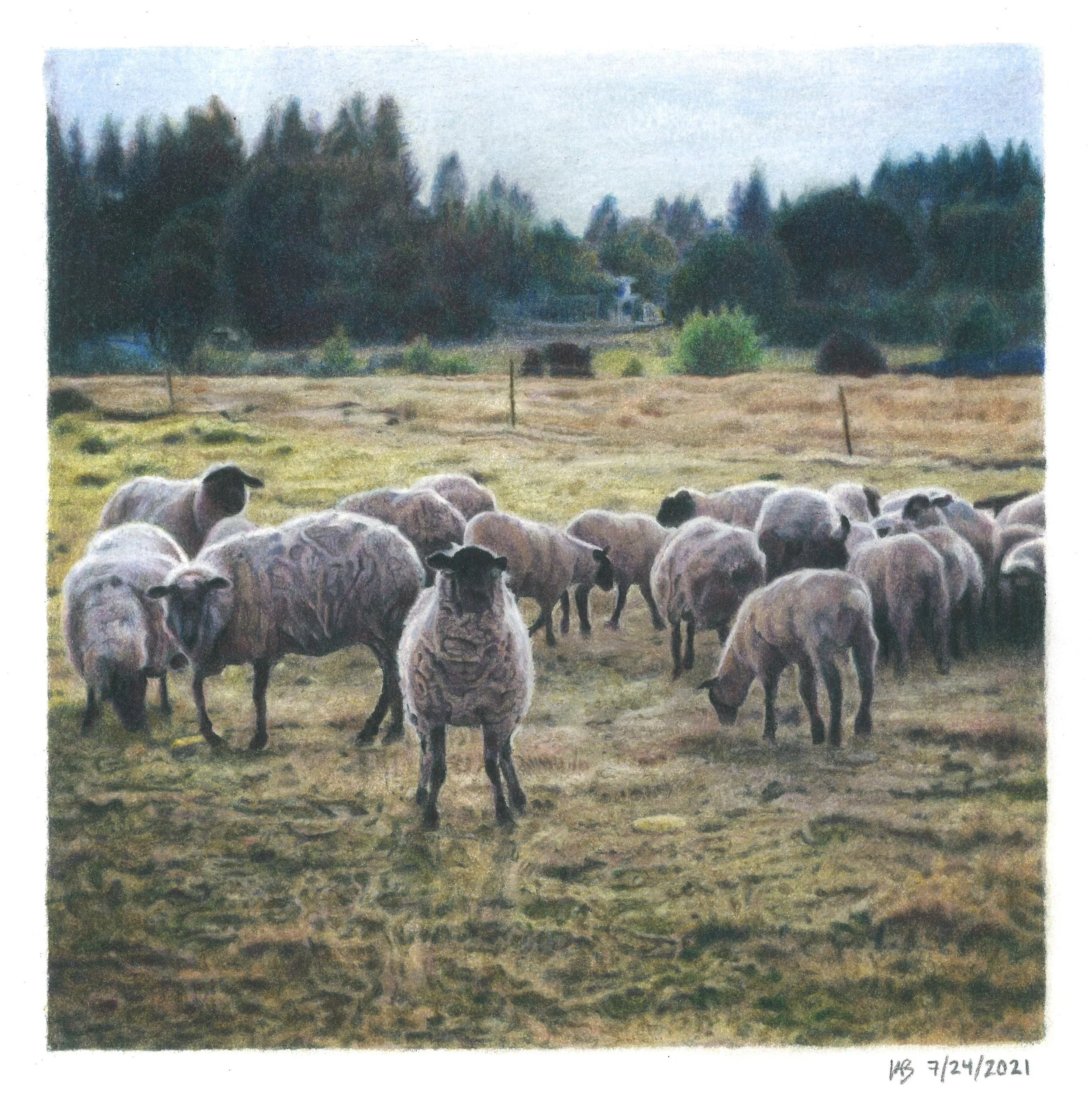 Sheep Out to Pasture Colored Pencil Art Print on Fine Art Paper